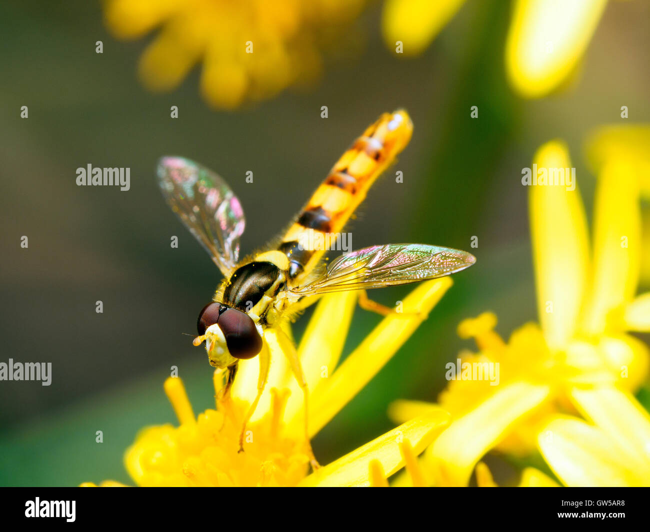 Lunga hoverfly, Sphaerophoria scripta Foto Stock