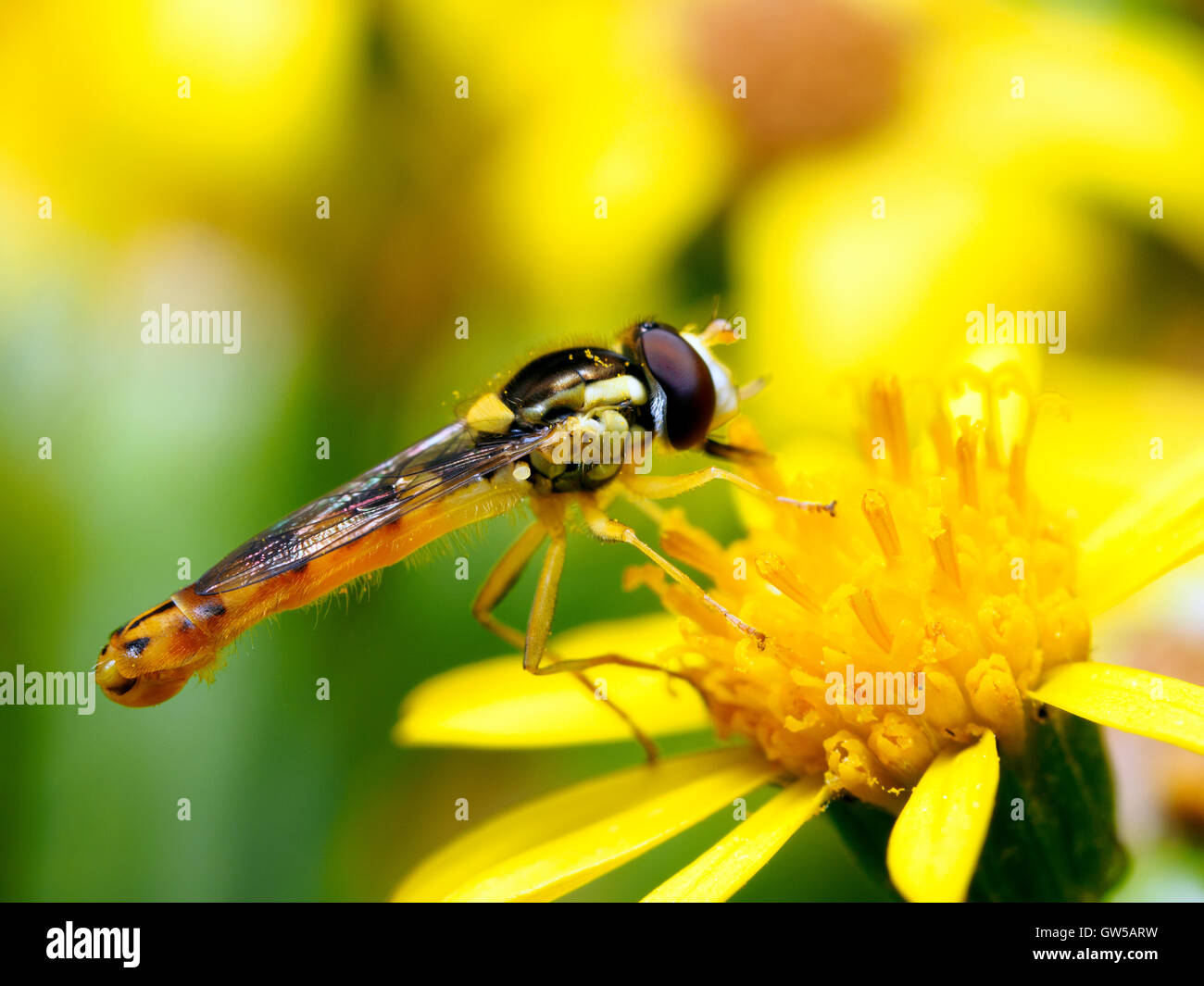Lunga hoverfly, Sphaerophoria scripta Foto Stock