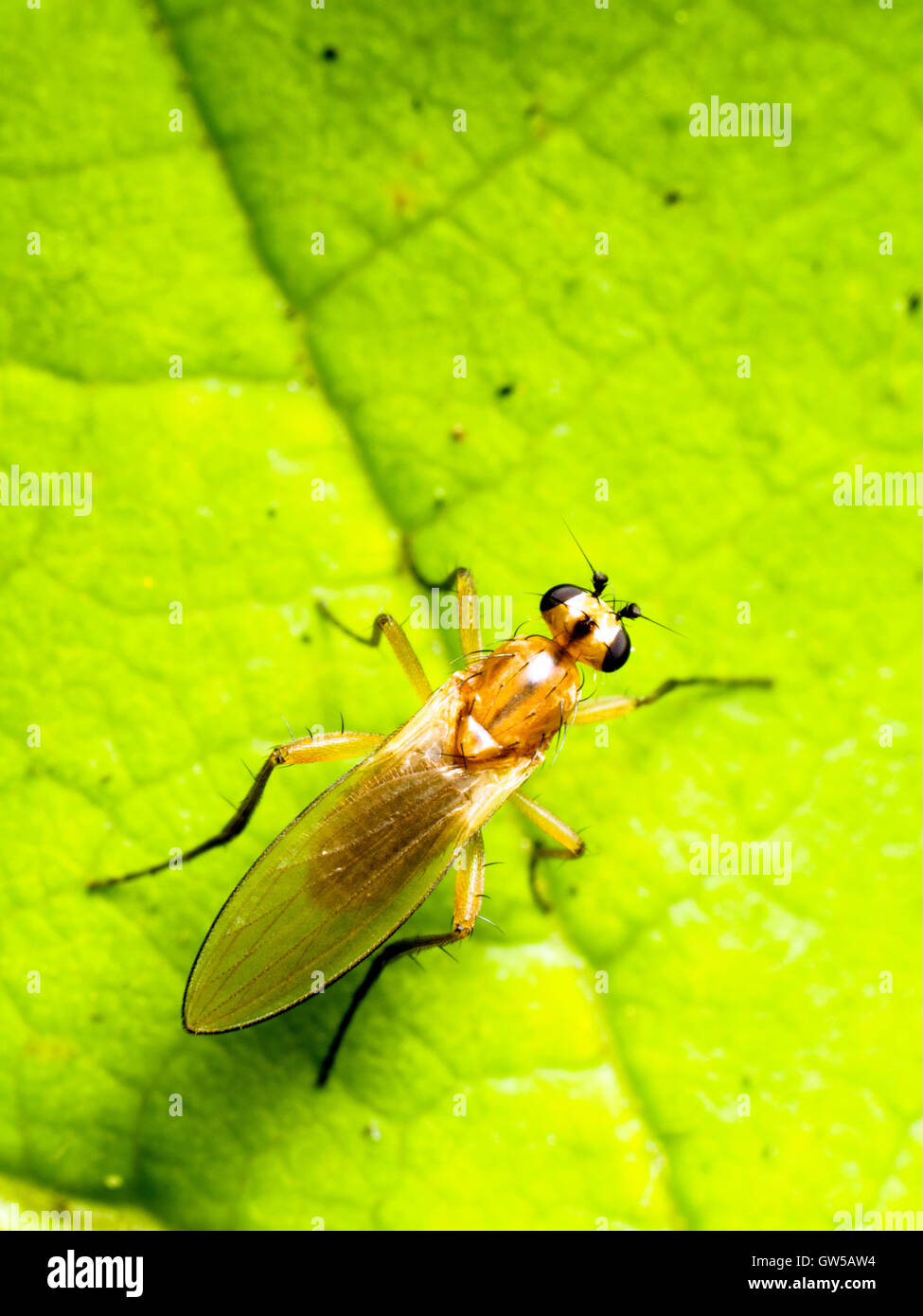 Tricholauxania praeusta Foto Stock