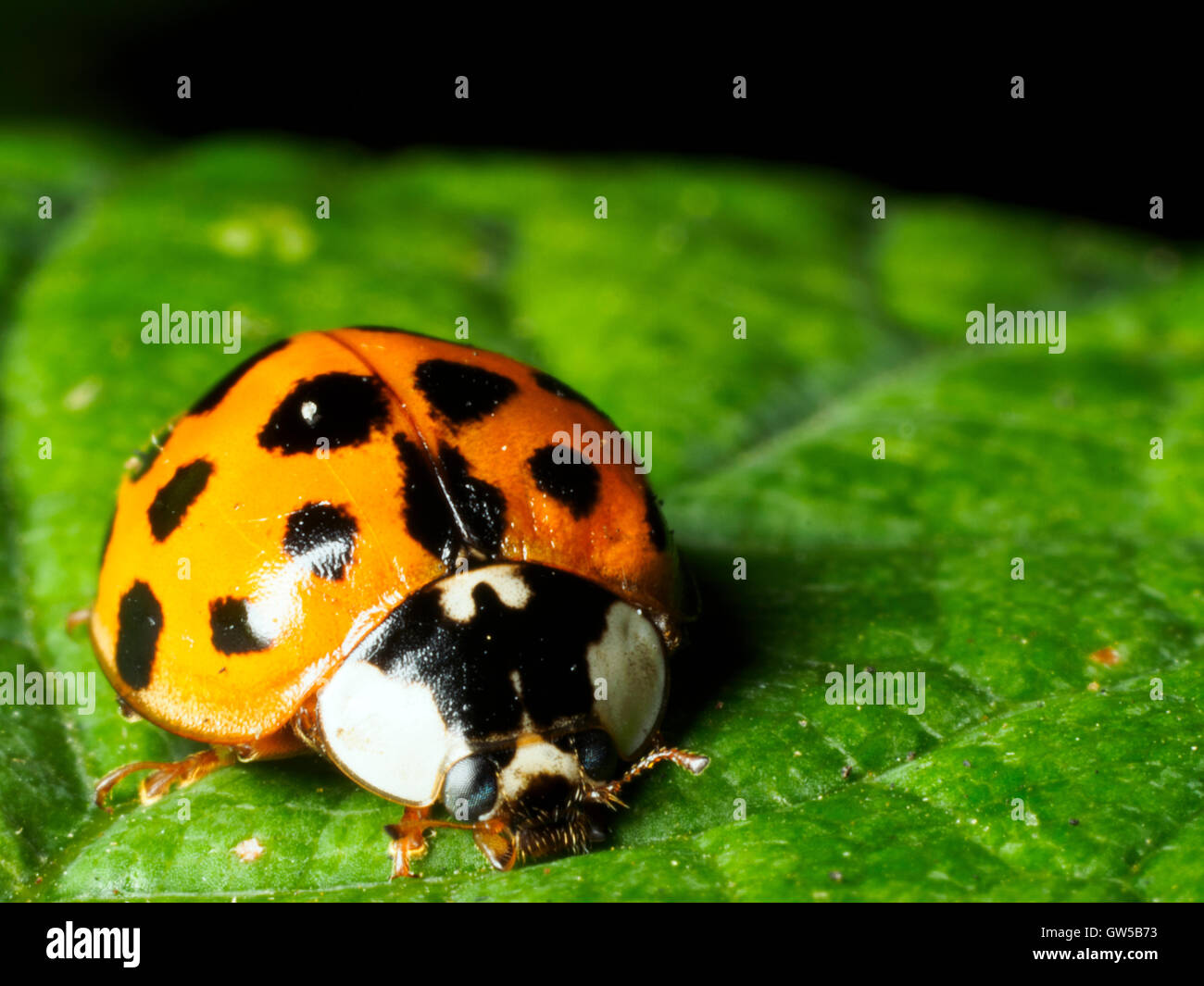Harlequin ladybird Harmandia axyridis - Londra, Inghilterra Foto Stock