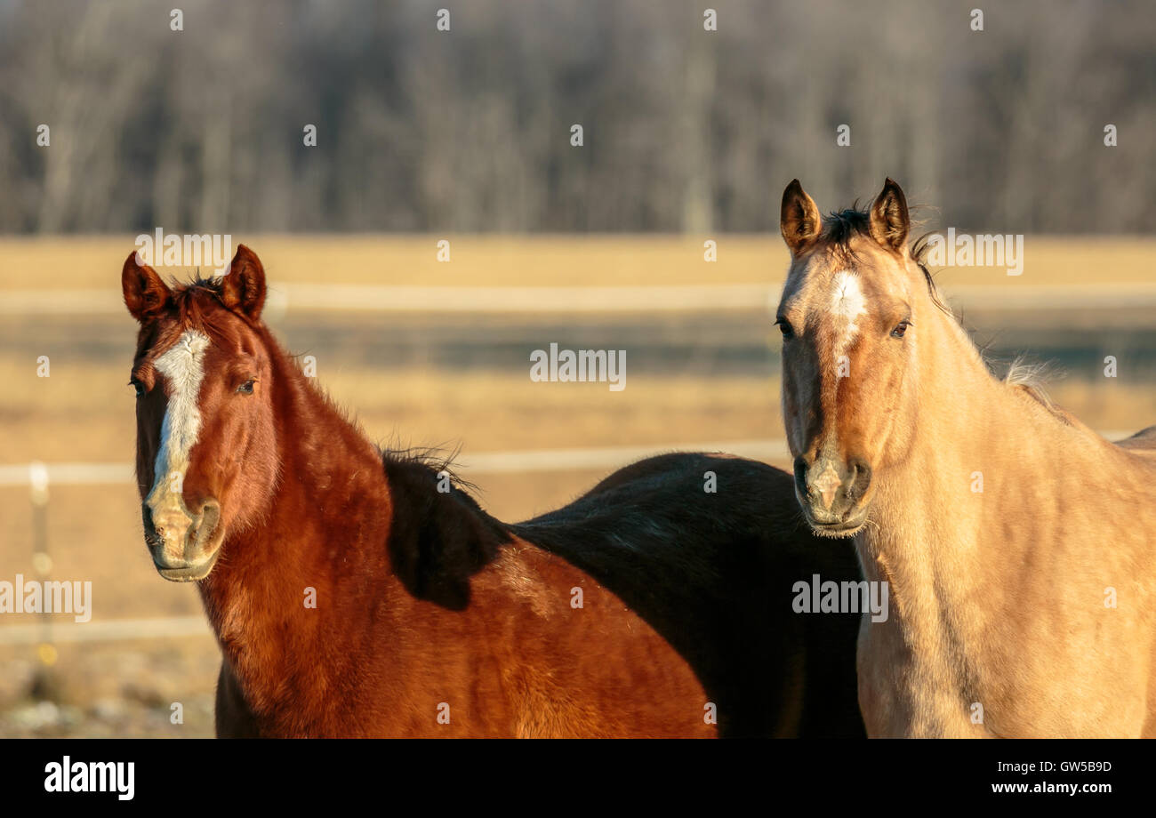 Due American Quarter Horses guardando con curiosità. Foto Stock