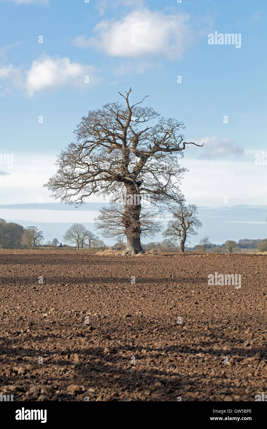 Inglese quercia (Quercus robur) con soggiorno e rami morti o di arti, caratteristicamente orgogliosi delle attuali filiali vivente. Foto Stock