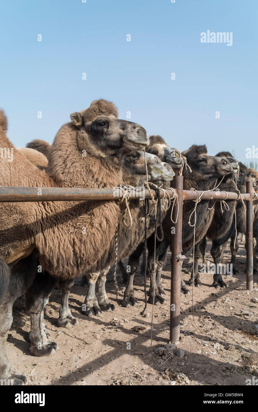 I cammelli per la vendita o il commercio al mercato del bestiame, Kashgar, Cina Foto Stock