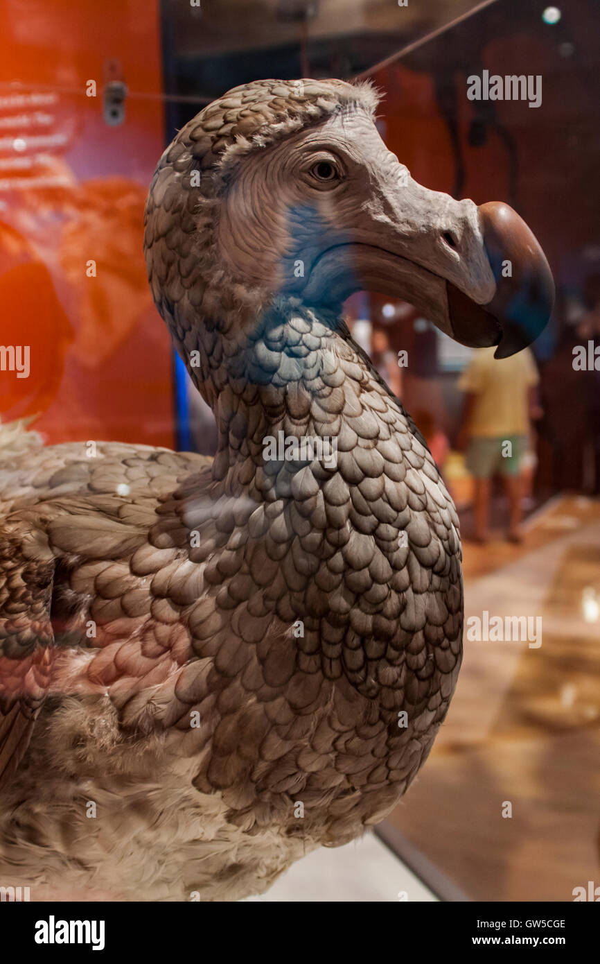 Dodo bird dal Museo Americano di Storia Naturale di New York. Foto Stock