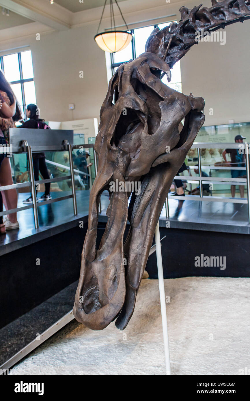 Anatotitan copei dal Museo Americano di Storia Naturale di New York. Foto Stock