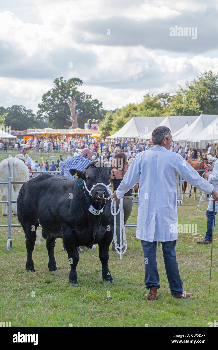 Aberdeen Angus Bull (Bos sp. ) Vincita animale. Carni bovine razza. Aylsham spettacolo agricolo. Norfolk. In Inghilterra. Regno Unito. Foto Stock