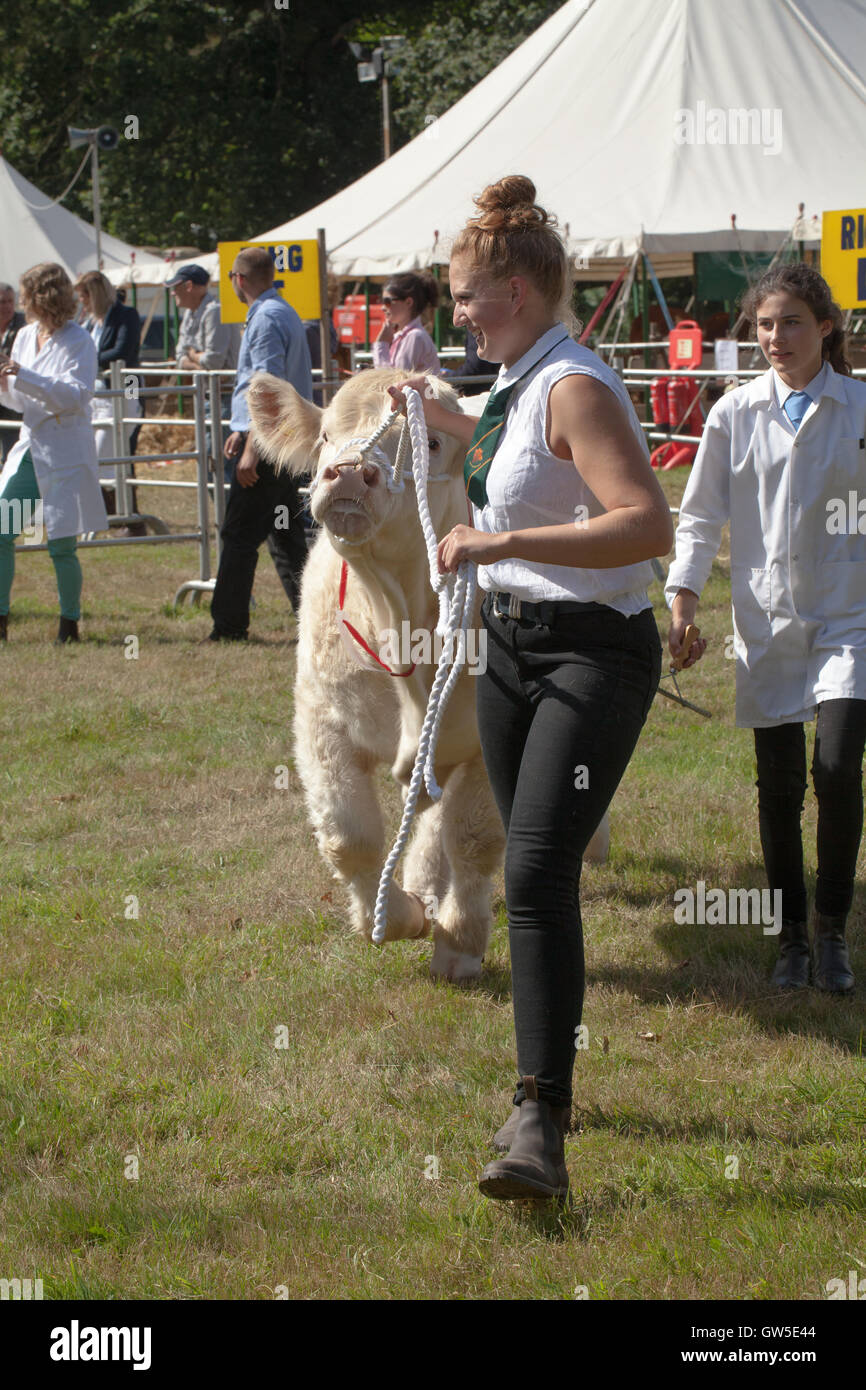 I gestori delle donne portando Portando un COW Charlolais (Bos taurus) in mostra ad anello. Aylsham spettacolo agricolo. Norfolk. In Inghilterra. Regno Unito. Foto Stock