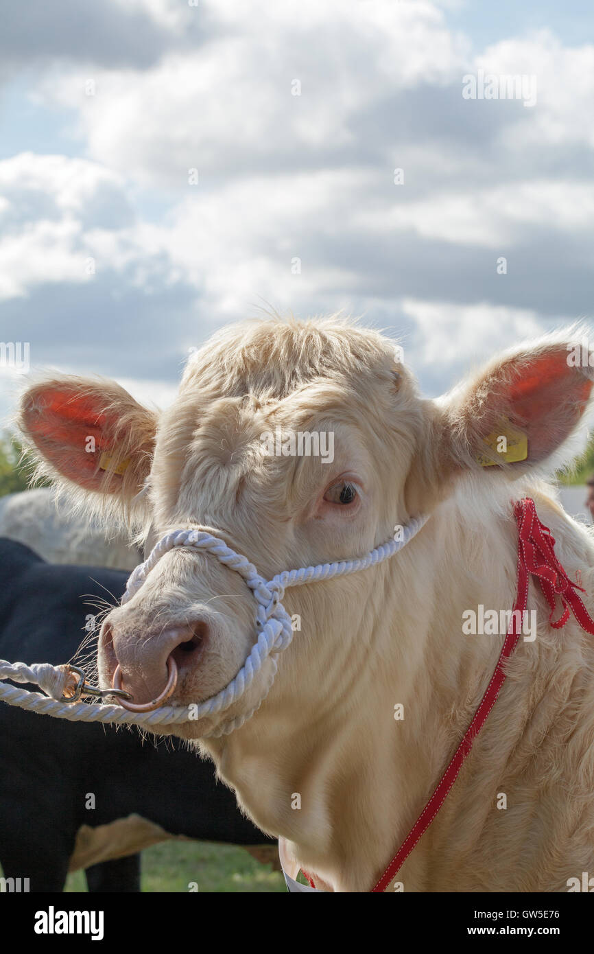 Charolais Bovini (Bos sp. ) Ritratto vincita animale. Carni bovine continentale razza. Aylsham spettacolo agricolo. Norfolk. In Inghilterra. Foto Stock