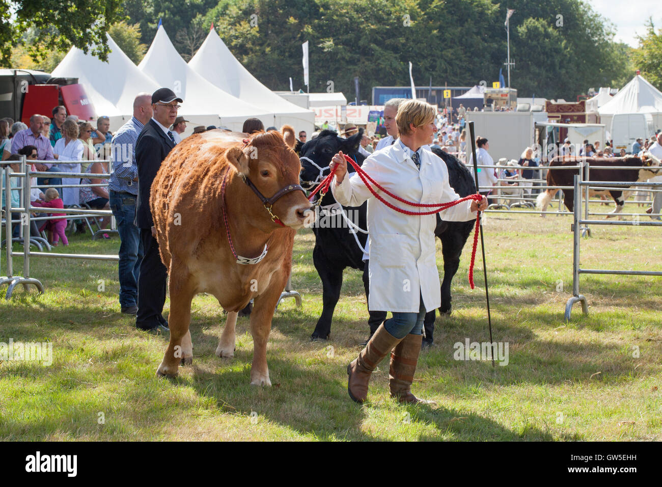Carni bovine razze bovine (Bos sp. ) Limousin anteriore seguita da Aberdeen Angus. Vincitore del premio animali. Razze bovine. Foto Stock