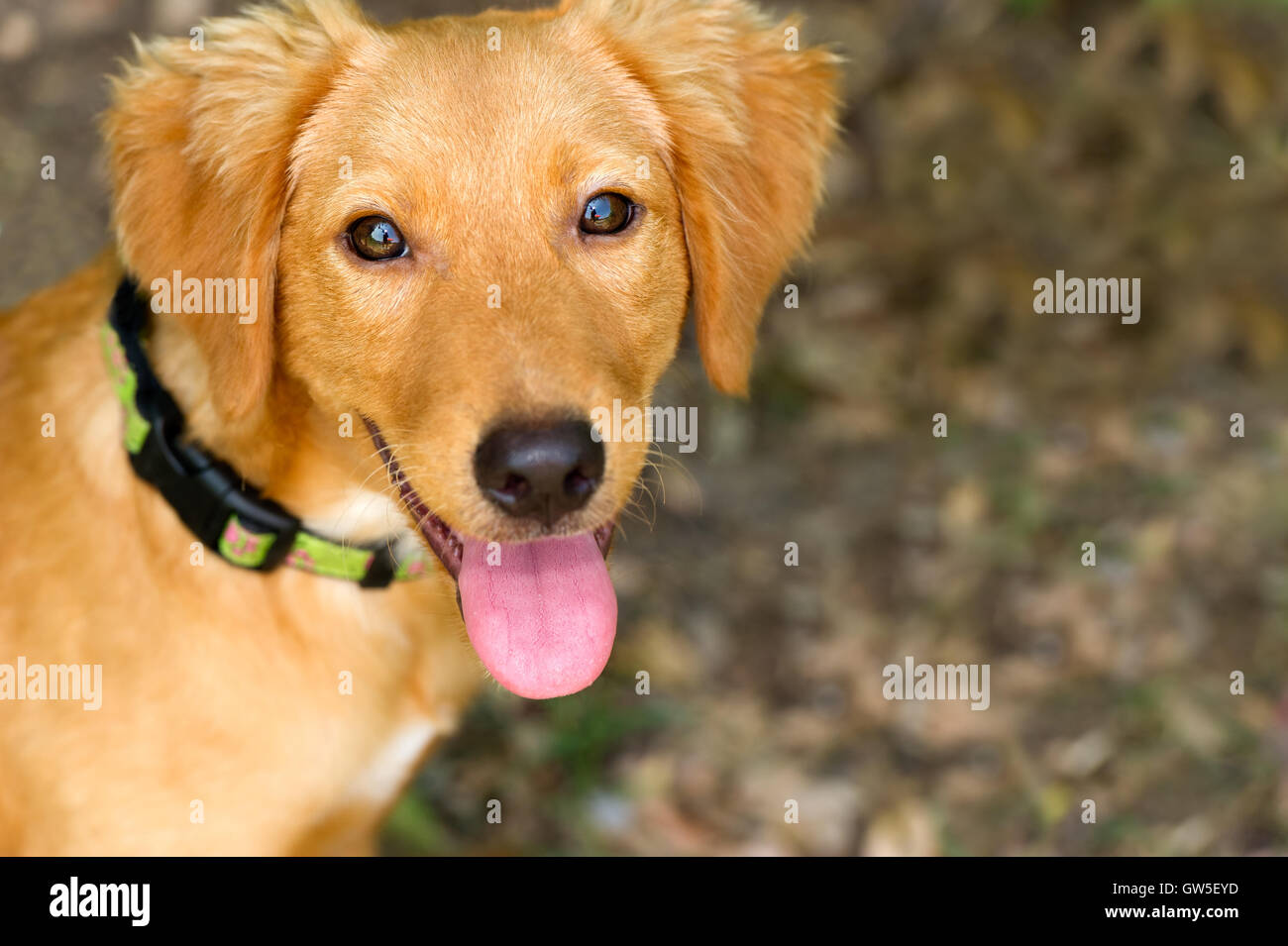 Cane felice è un ingrandimento di un simpatico adorabile cucciolo di cane con la sua lingua appendere fuori della sua bocca e una felice espressione sul suo viso. Foto Stock