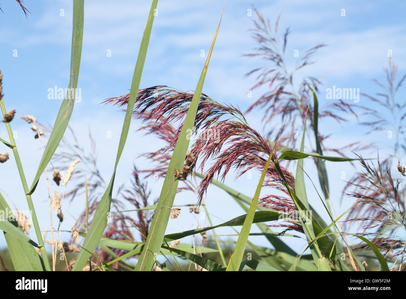 Norfolk Reed (Phragmites australis). Teste di seme o pannocchie. Agosto. Calthorpe. Norfolk. Regno Unito. Foto Stock