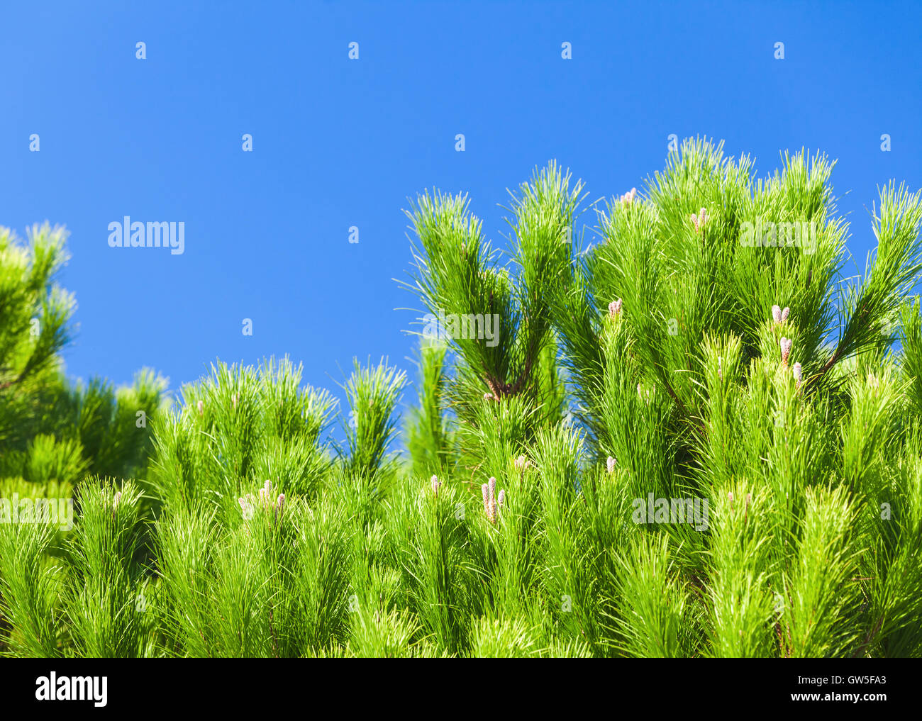 Fresco verde pino rami sopra cielo azzurro sfondo Foto Stock