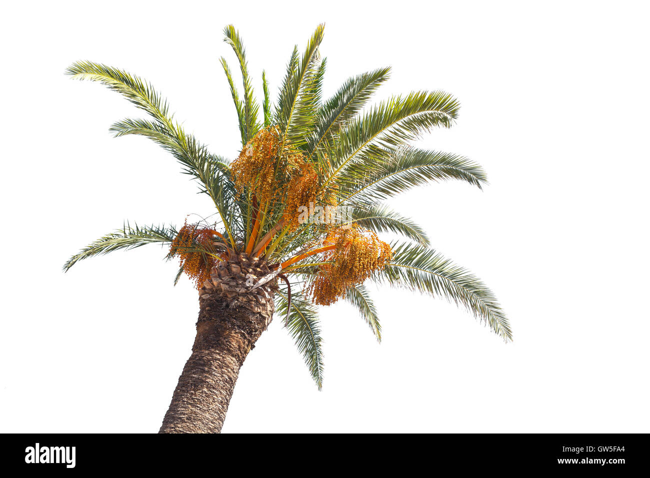 Data la struttura Palm Tree isolati su sfondo bianco Foto Stock