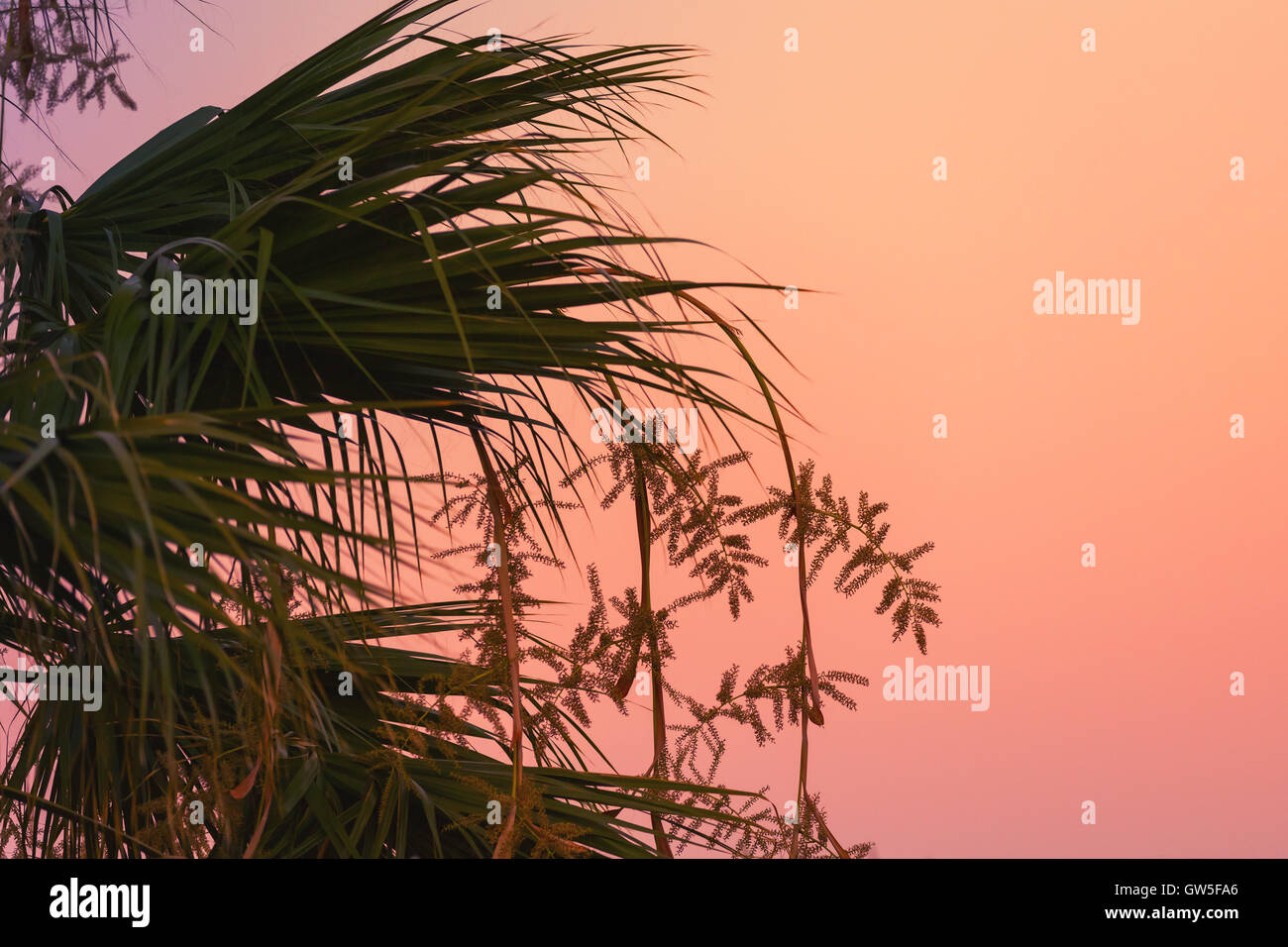 Foglie di palmo sagome più luminose del cielo della sera. Naturale sfondo foto Foto Stock