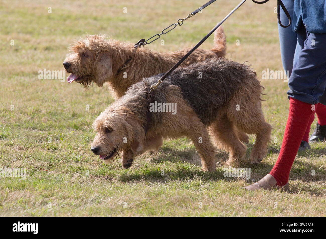 Mink Hounds (Canis lupus familiaris); la recente nuova razza derivata da ex Otterhounds, per rintracciare introdotto visone americano. Foto Stock