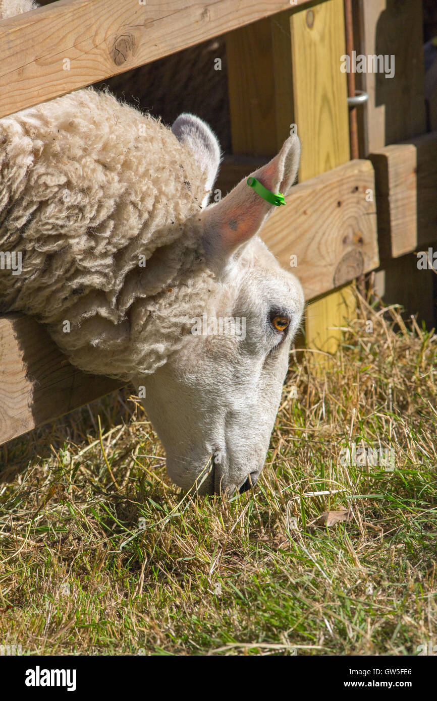 Pecore al pascolo. 'L'erba verde sull'altro lato della barricata". Foto Stock