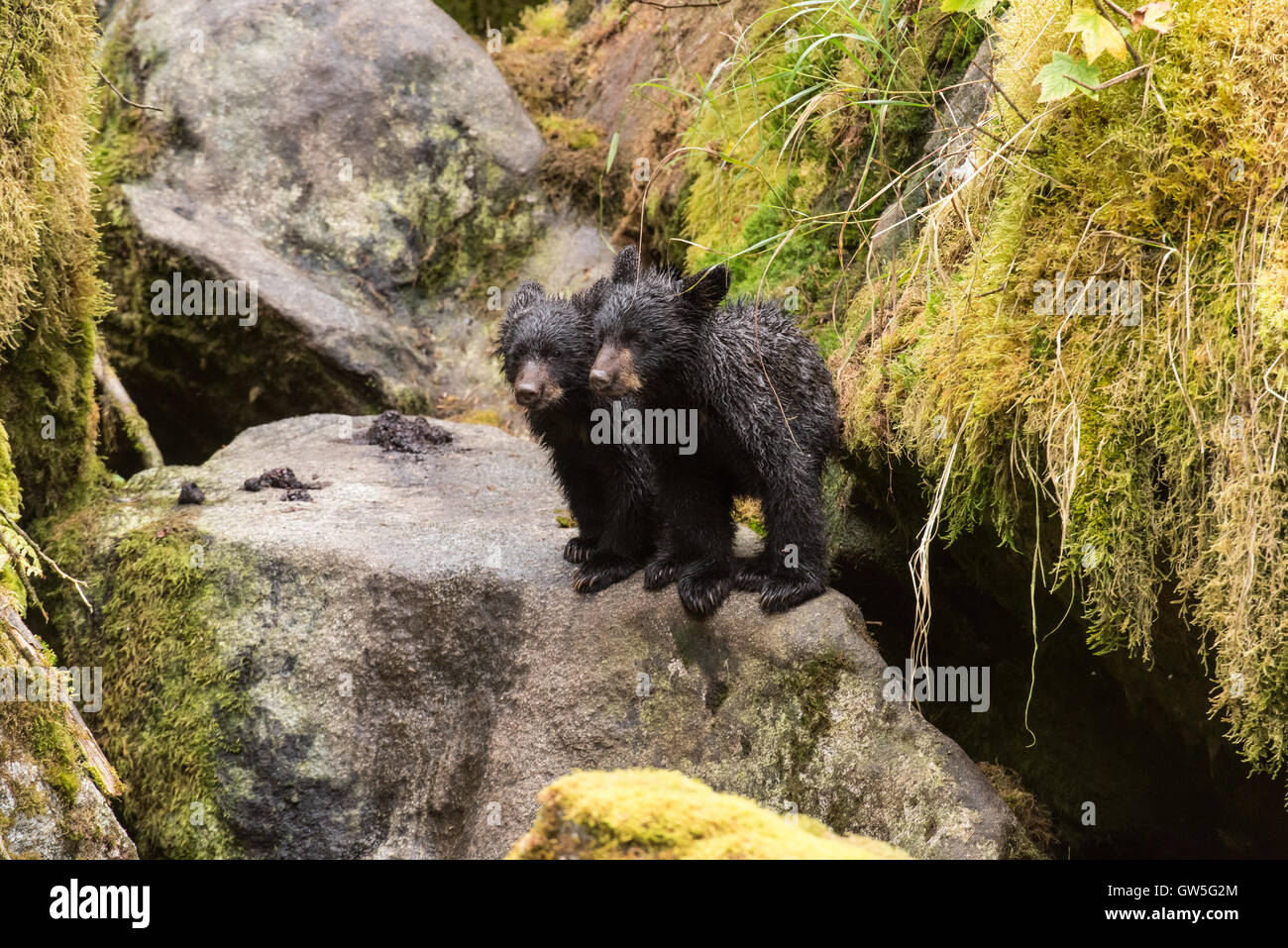 Black Bear cubs in piedi sulle rocce della foresta di muschio. Foto Stock