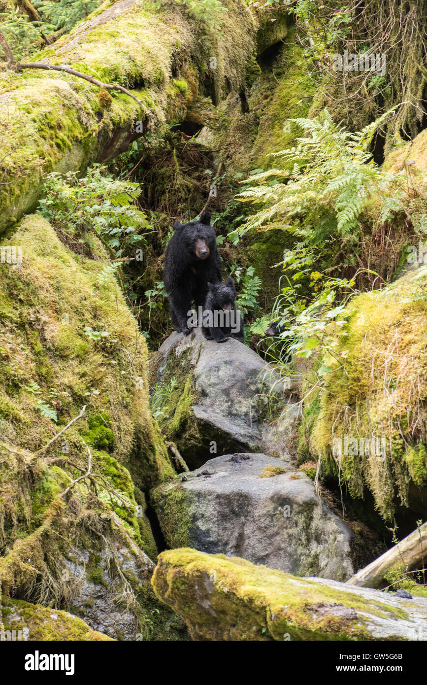 Black Bear madre e cub su rocce di muschio. Foto Stock