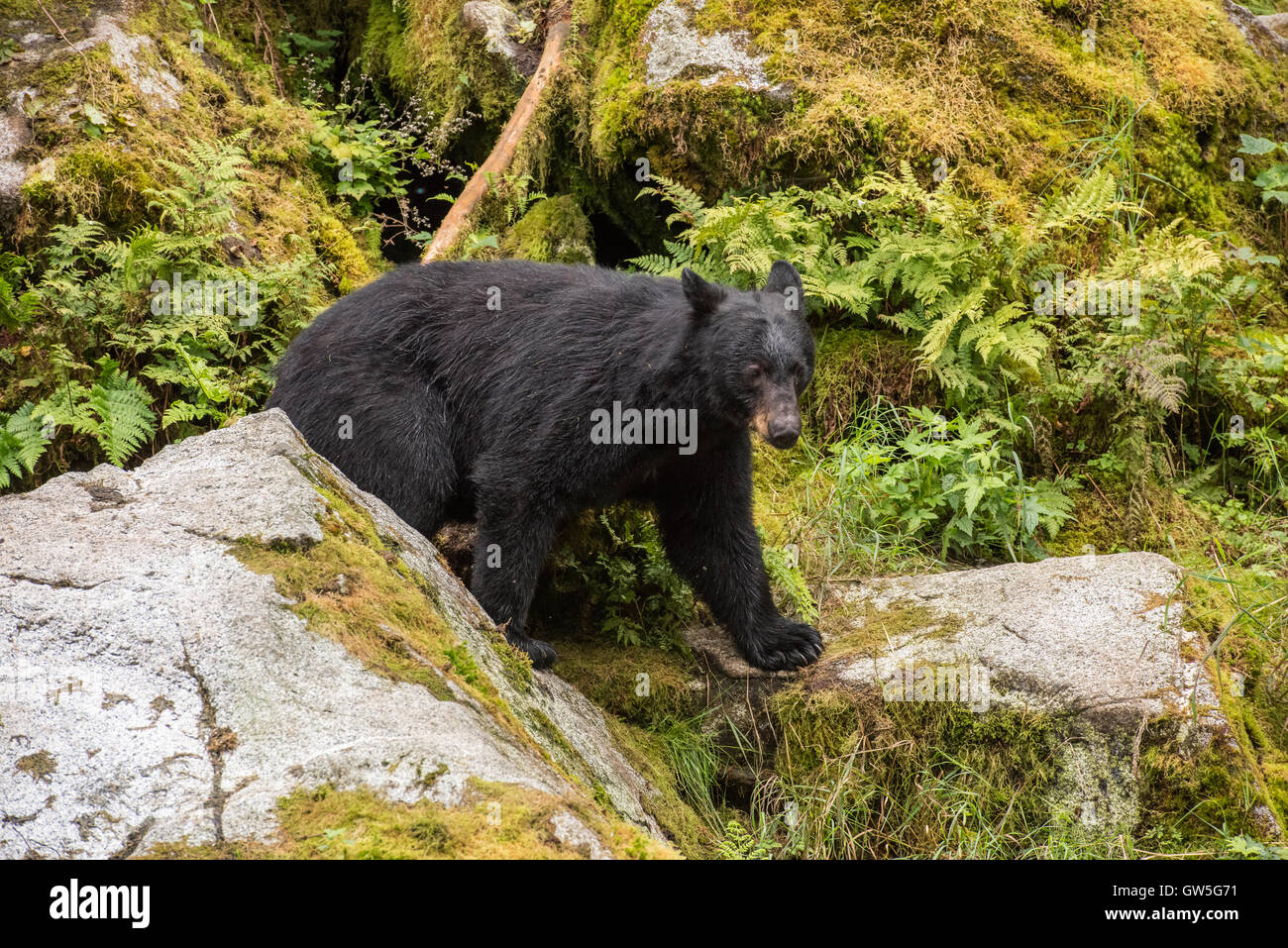 Orso nero su roccia nella foresta pluviale in Alaska. Foto Stock