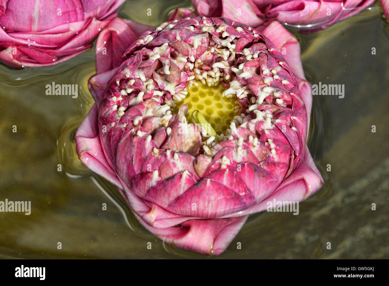 Fiori di loto galleggiante presso un santuario, Bangkok, Thailandia Foto Stock