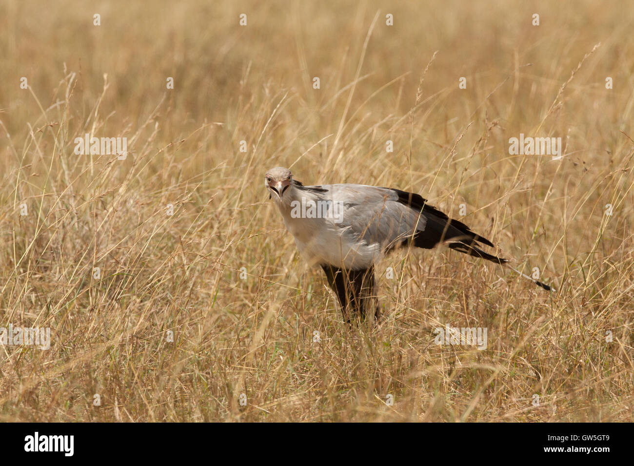 Segretario Bird   Sagittarius serpentarius il roaming attorno in cerca di prede preferite , i serpenti . Foto Stock