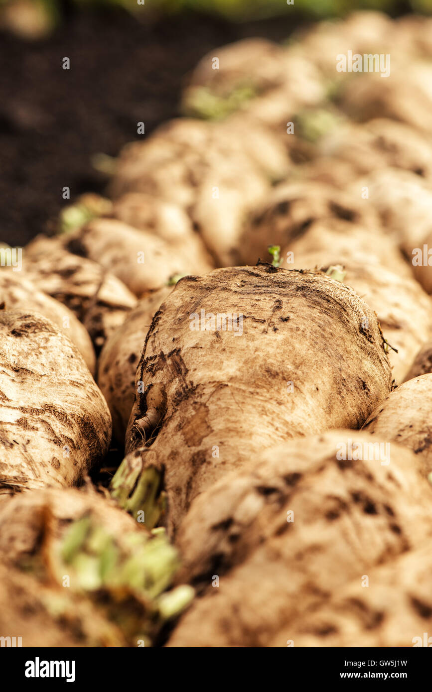 Raccolti di barbabietole da zucchero radice del raccolto sul terreno, il fuoco selettivo Foto Stock