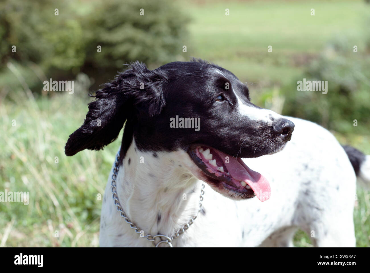 Spaniel,sprocker,campo spaniel,lavorando,caccia, Foto Stock