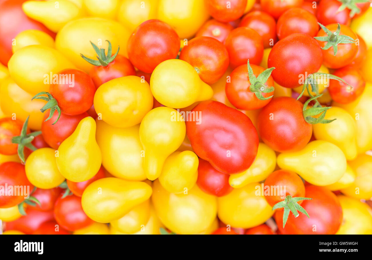 Lo sfondo da multi-colore di pomodori maturi. Raccolto di fresco. Foto Stock