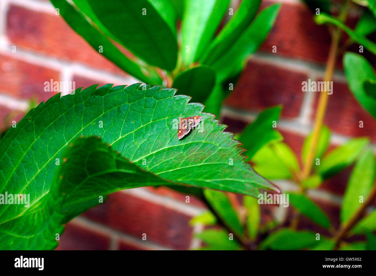 LEPIDOTTERO DI MENTA Foto Stock