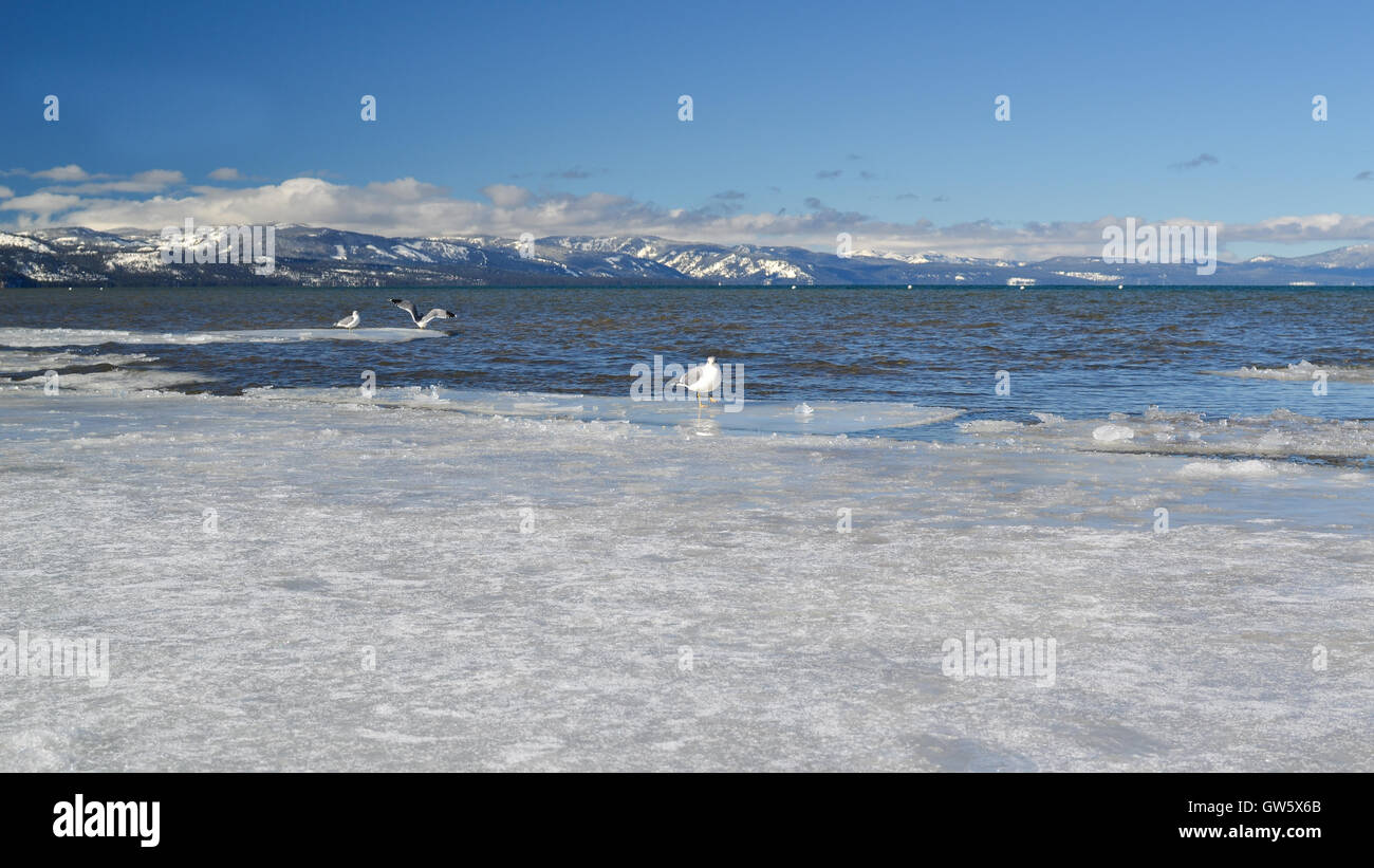 Gli uccelli acquatici in acque congelate di South Lake Tahoe in inverno Foto Stock
