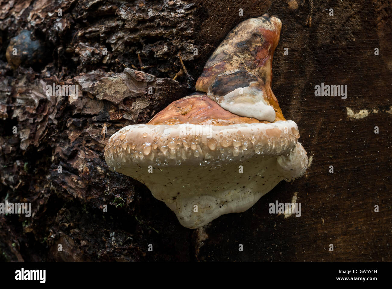 Nastro rosso conk ceppo di albero della foresta di funghi a fungo Foto Stock
