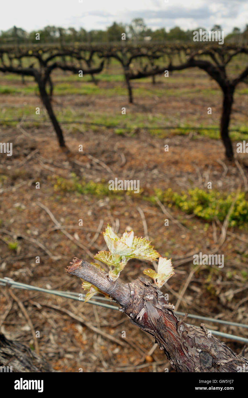 La molla budburst su verdelho vitigno in vigneto, Swan Valley, Perth, Western Australia. N. PR Foto Stock