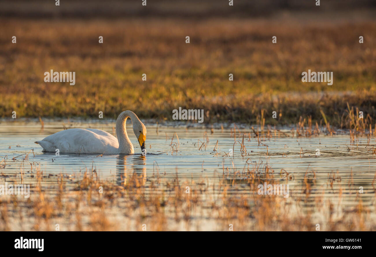 Whooper swan nuoto e immergendo il suo becco in acqua in bella calda luce della sera, Norrbotten, Svezia Foto Stock