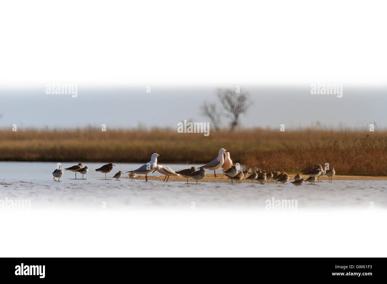 Stormo di uccelli migratori isolato su bianco Foto Stock