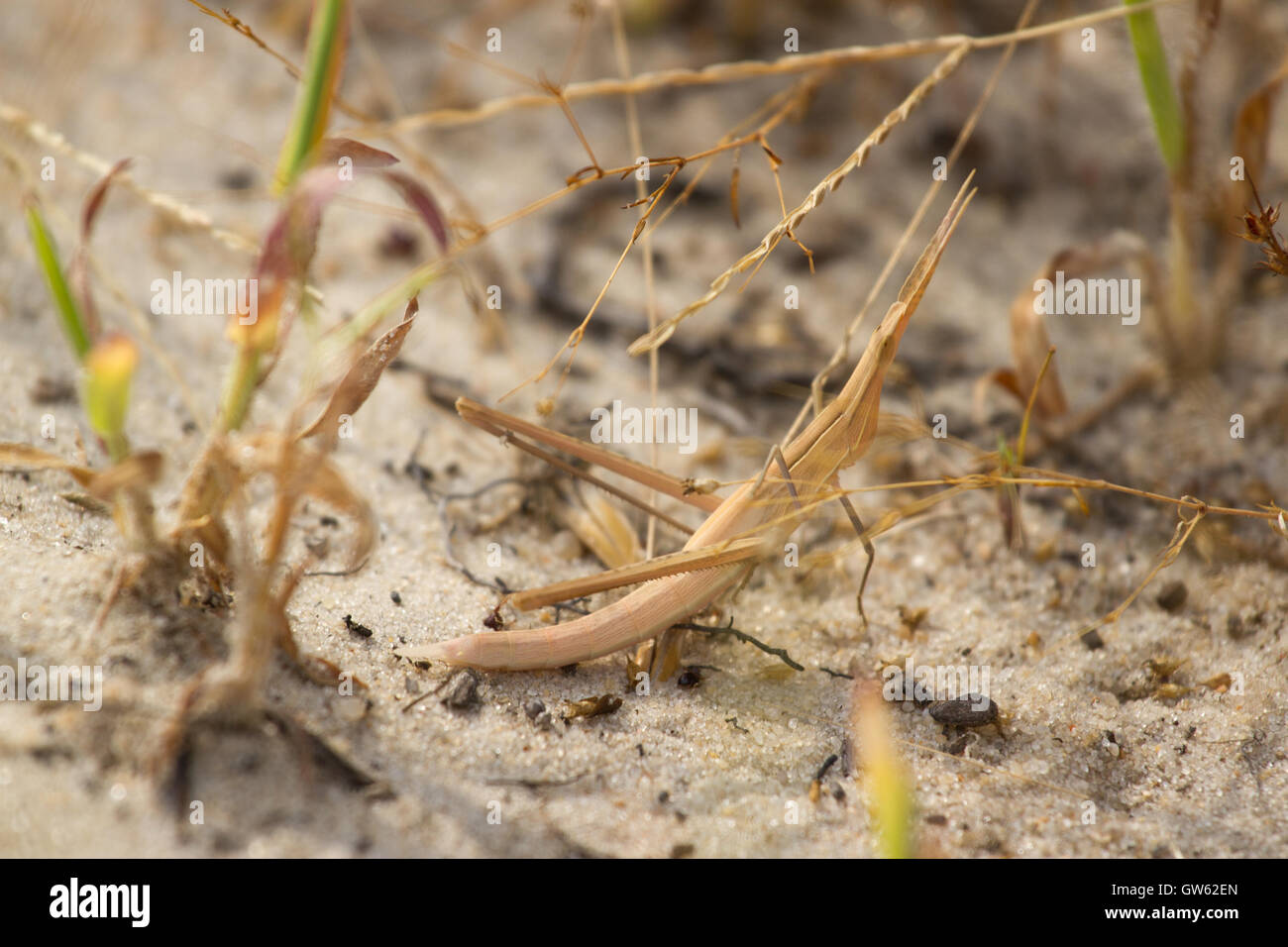 Acrida grigio in attesa sulla sabbia. Desert locust, insetto Foto Stock