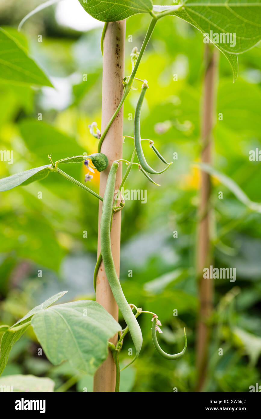 Fagioli francesi (Phaseolus vulgaris) crescono canne di bambù. Foto Stock