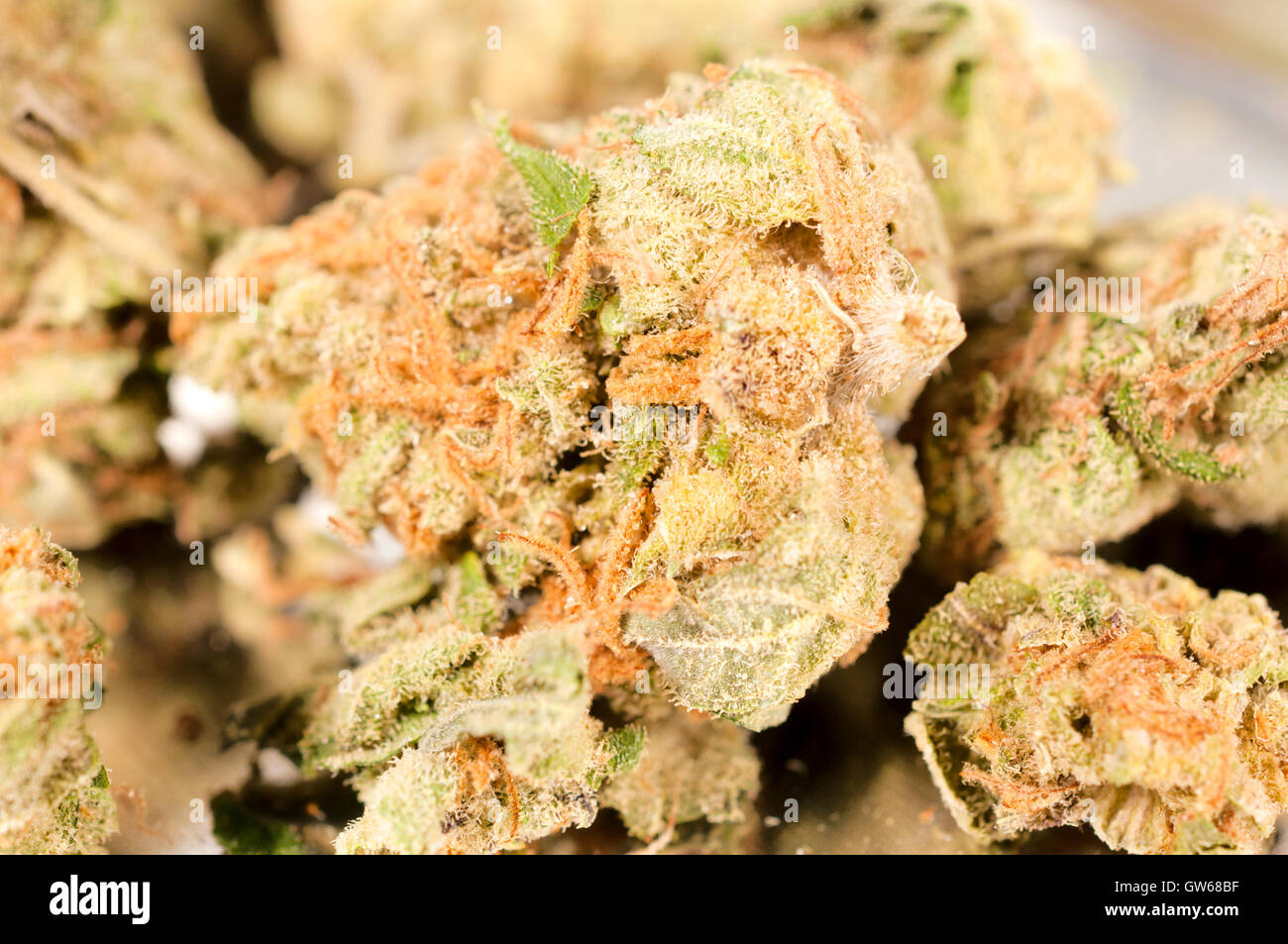 Super skunk Foto Stock