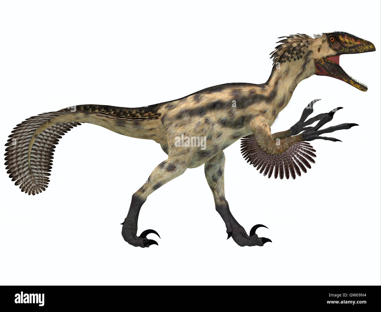 Deinonychus su bianco Foto Stock