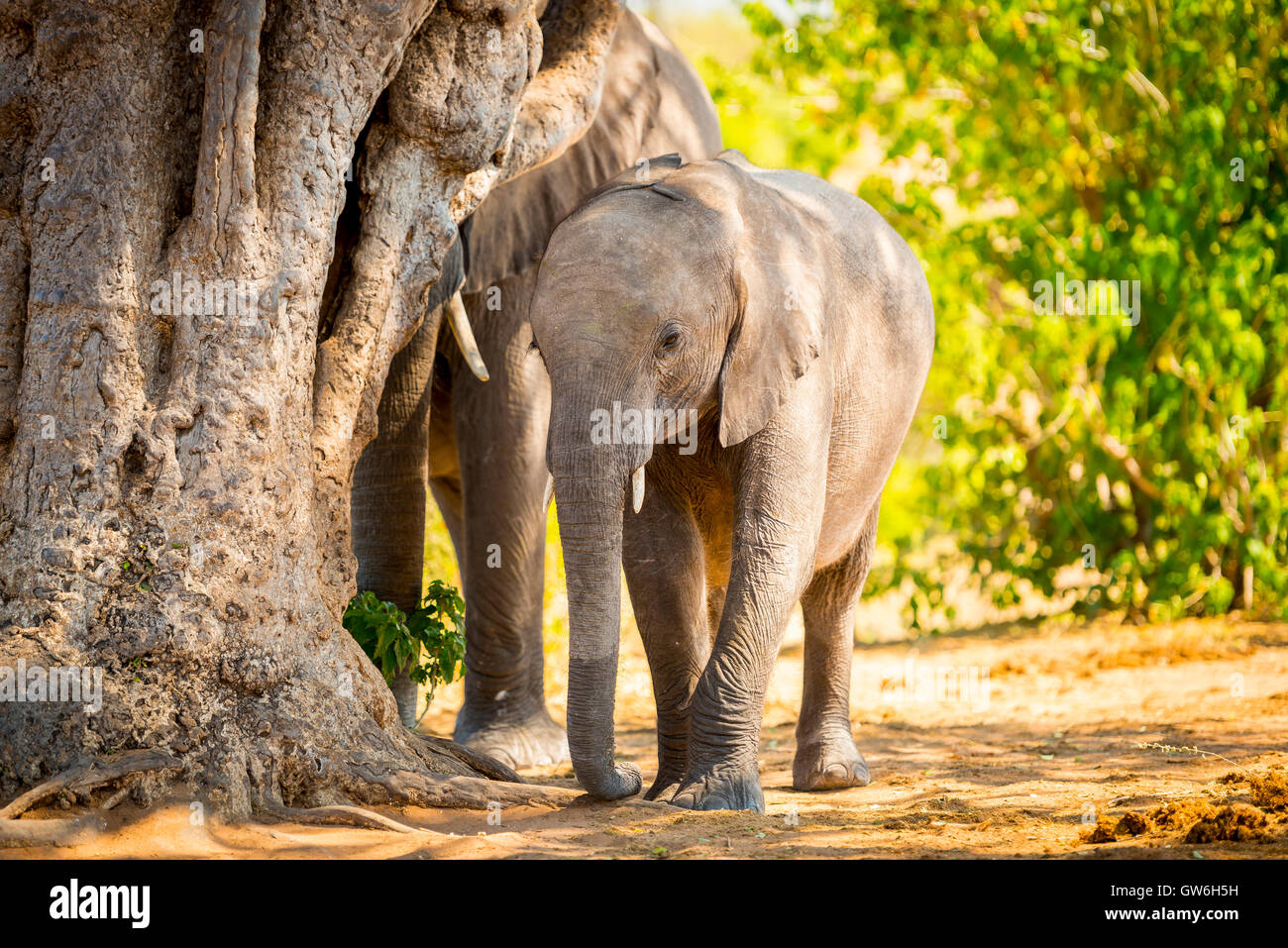 Giovane vitello di elefante in corrispondenza del bordo della mandria nel selvaggio in Botswana, Africa Foto Stock