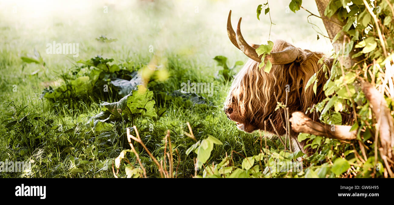 Highland mucca che stabilisce Foto Stock