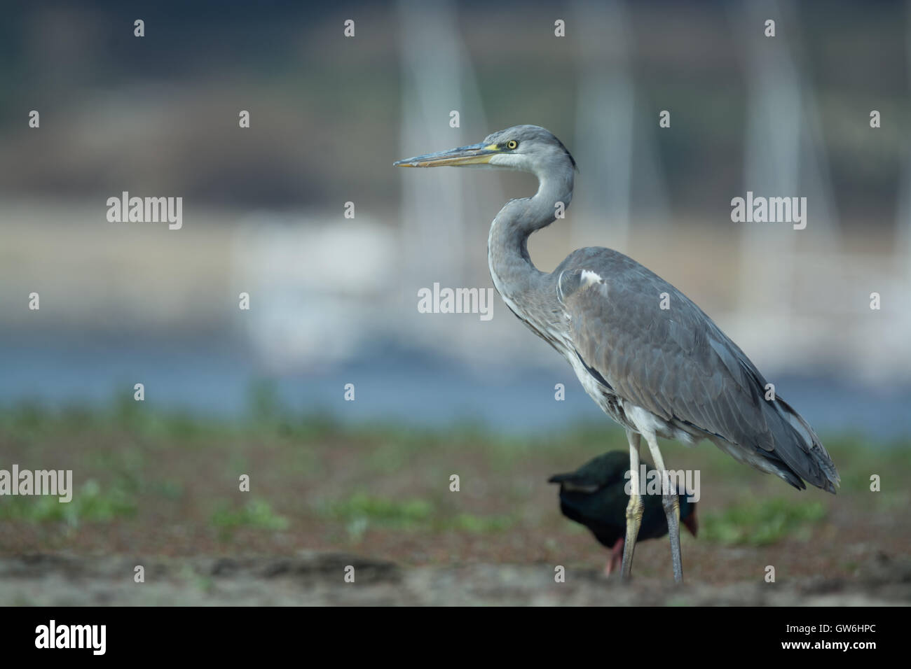 Wild heron - Garzetta nel deserto Foto Stock