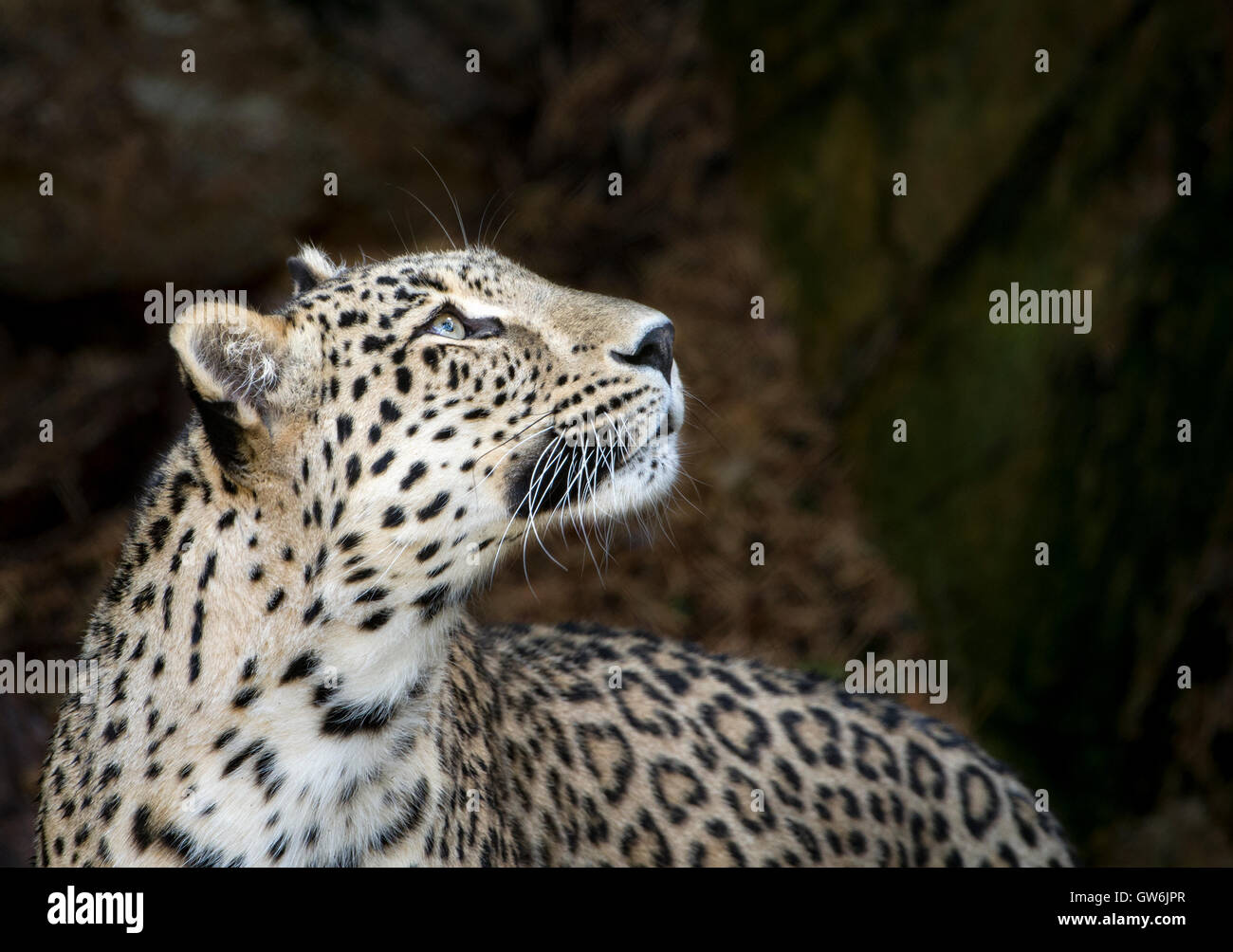 Maschio di leopardo persiano Foto Stock