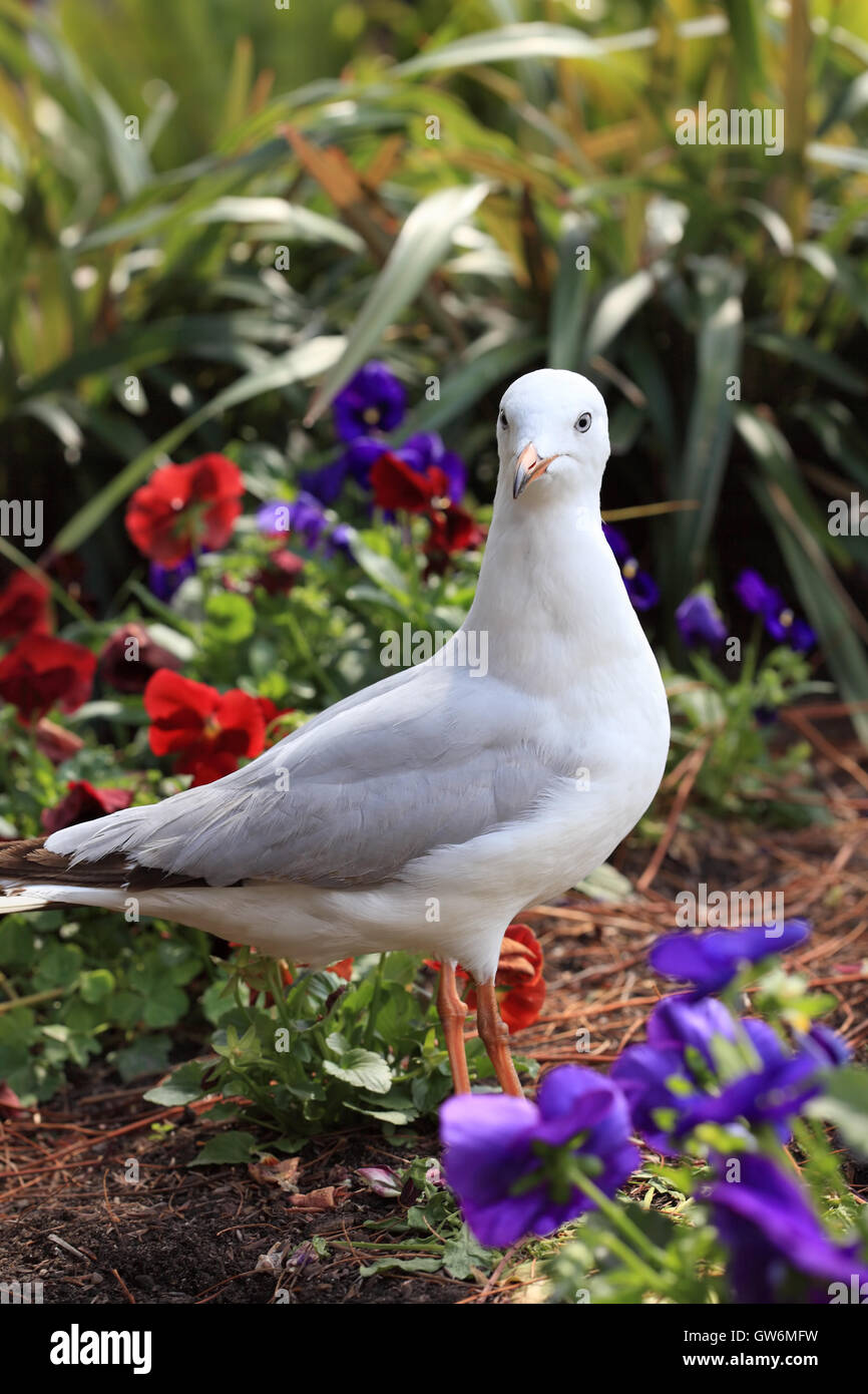 I capretti Gabbiano argento in giardino Foto Stock