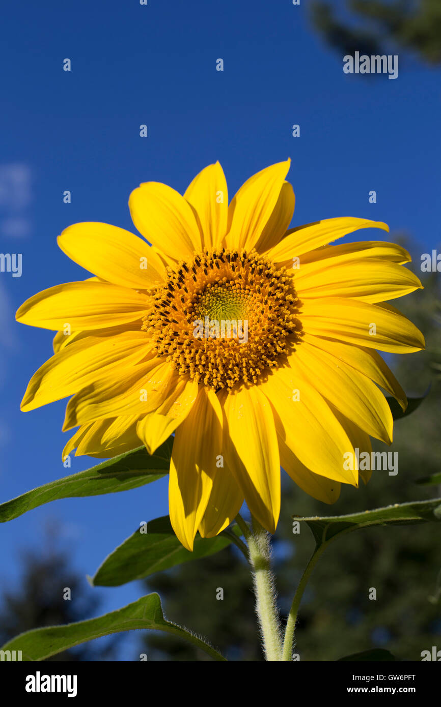 Girasole contro un cielo blu Foto Stock