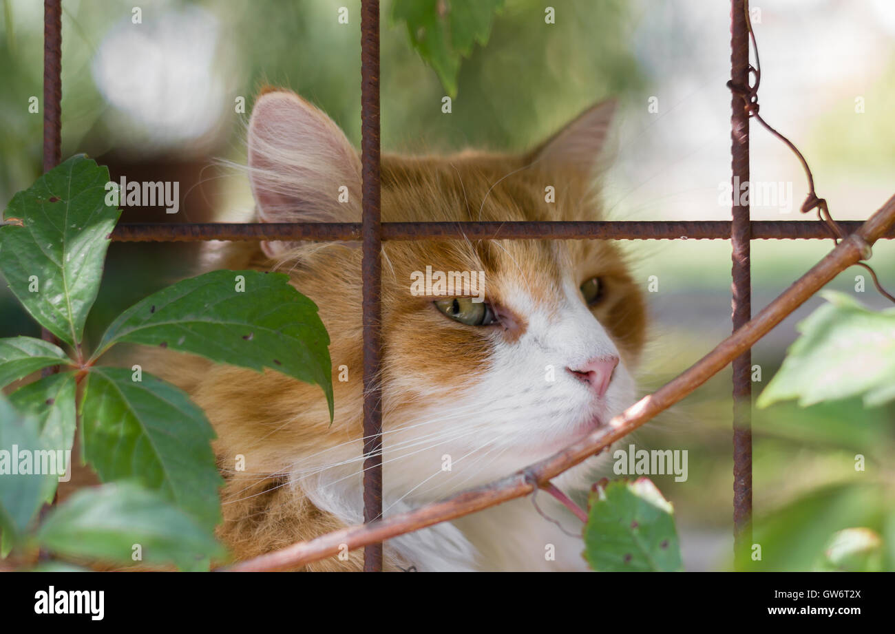 Gatto sdraiato in gabbie con espressione triste. Extreme close-up. Sfocati sfondo sfocato. Foto Stock