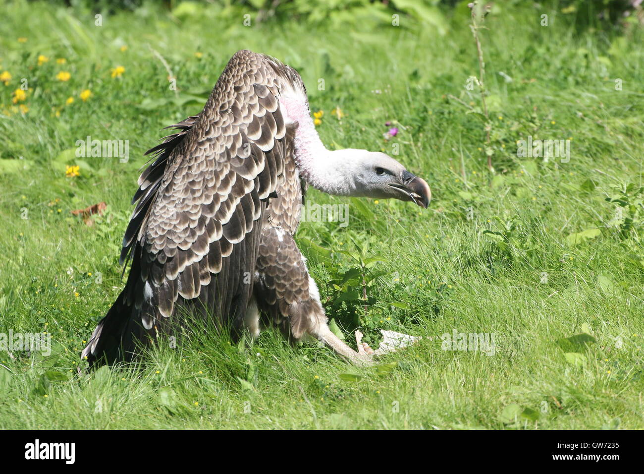 Rüppell africani il Vulture (Gyps rueppellii) alimentazione di carne. Foto Stock