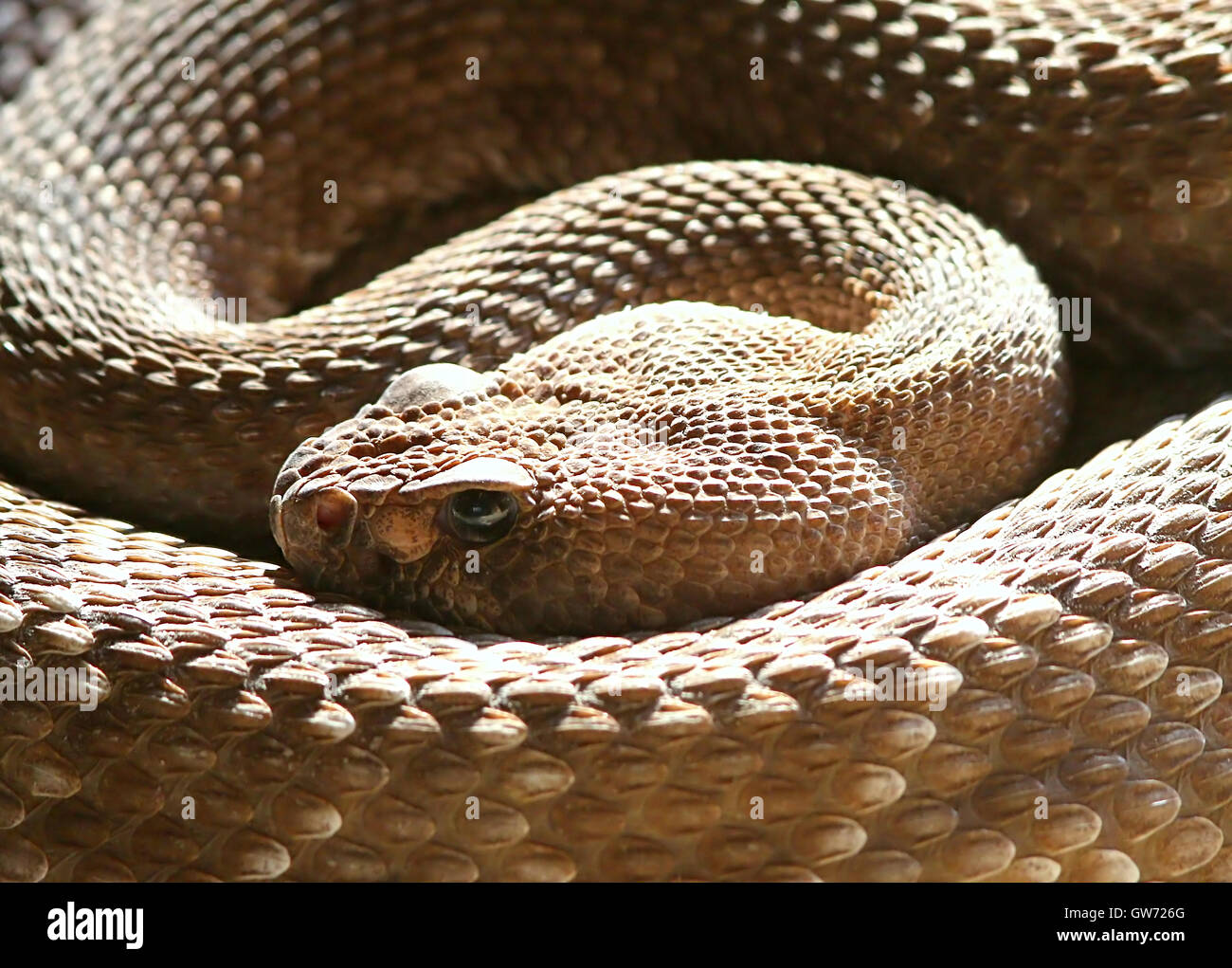 Testa del diamante rosso rattlesnake (Crotalus ruber) nativo del sud della California e Baja California, Messico Foto Stock