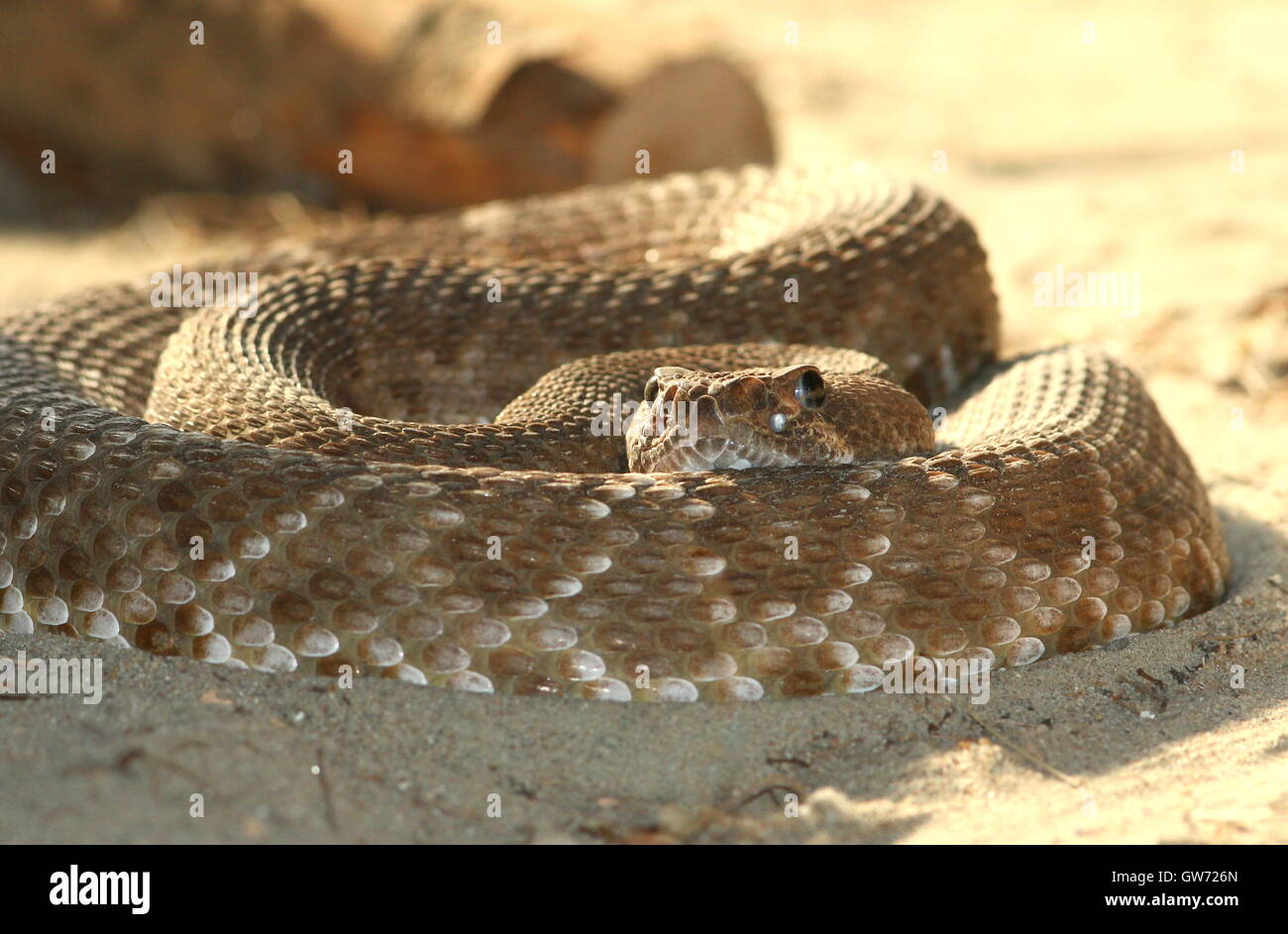 Diamante rosso rattlesnake (Crotalus ruber) nativo del sud della California e Baja California, Messico Foto Stock