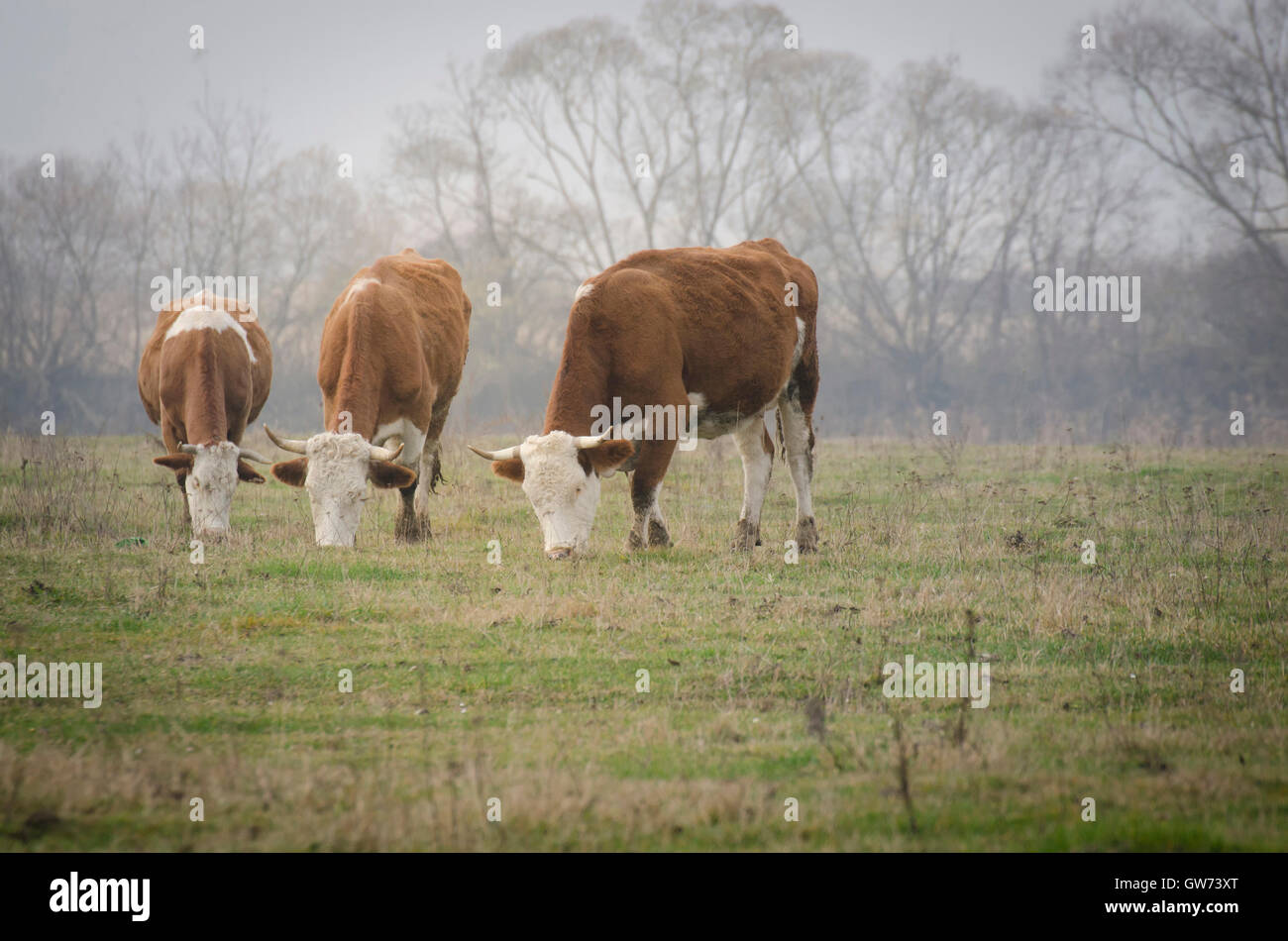 Le mucche al pascolo su un prato Foto Stock