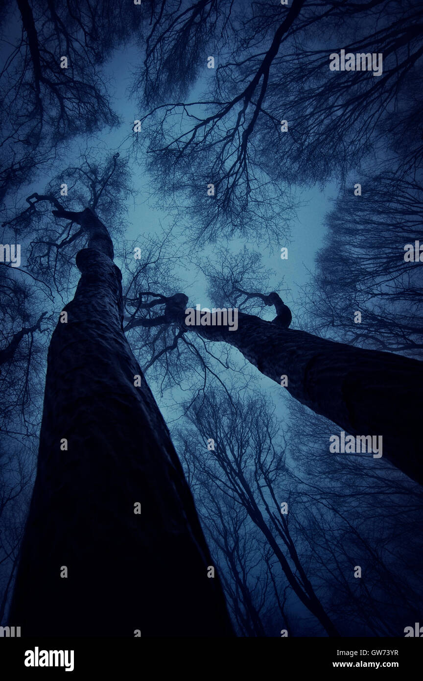 Vista drammatico di spooky alberi ritorto contro il cielo notturno Foto Stock